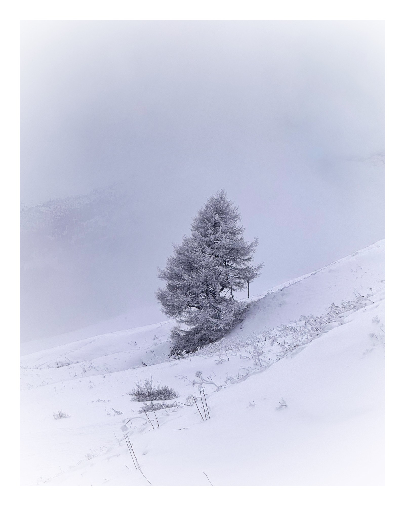 Albero solitario su un pendio innevato nella nebbia
