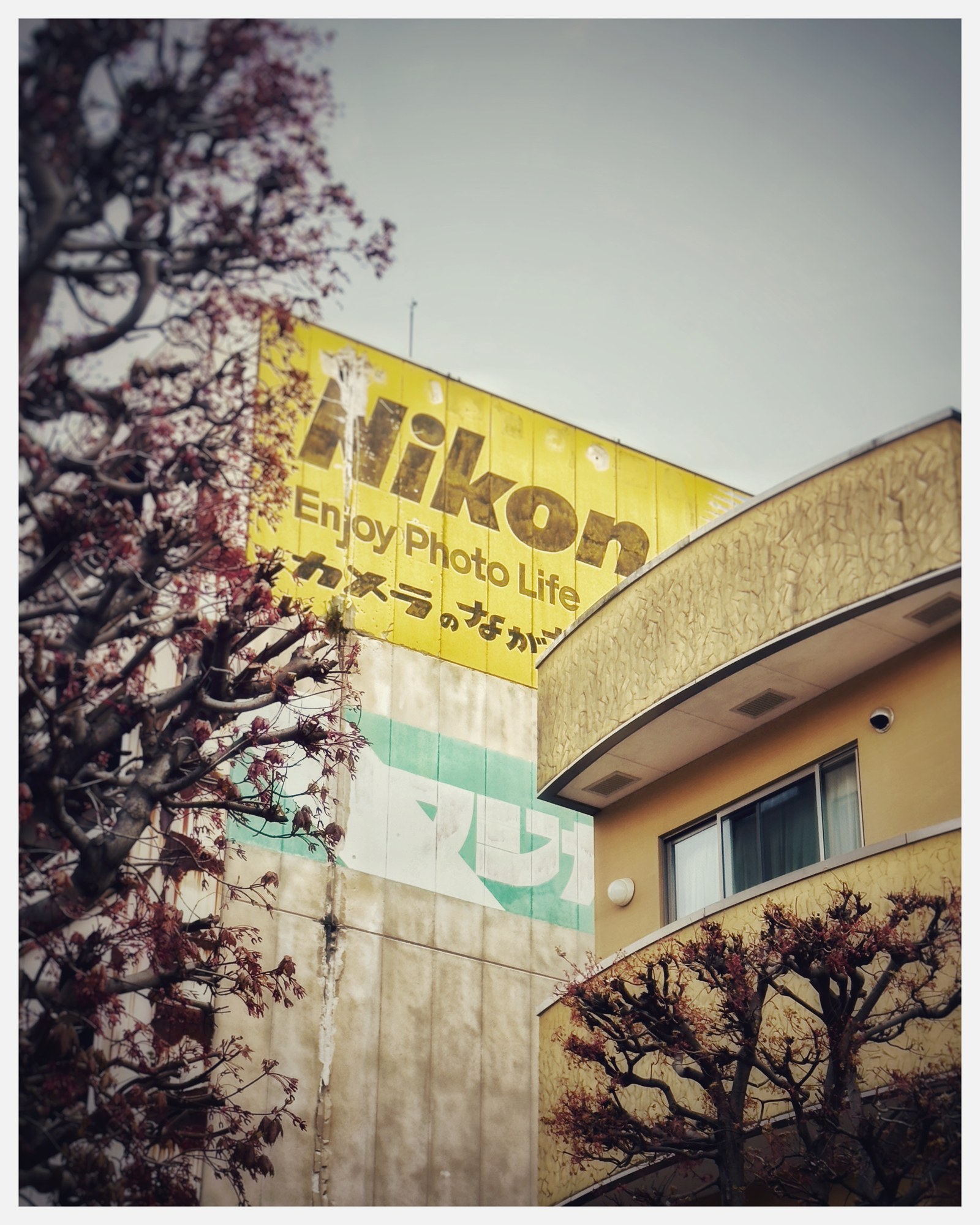 Insegna Nikon con scritte giapponesi e alberi in fiore
